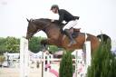 Caballo castrado Silla Francés En venta 2015 Bayo