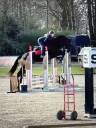 Caballo castrado Zangersheide En venta 2020 Negro por KANNAN