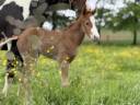 Potranca Paint Horse En venta 2025 Sorrel por Have a Mass Day 