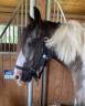 Caballo castrado Caballo de Deporte Irlandés En venta 2013 Pío