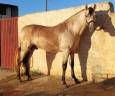 Caballo entero PRE Pura Raza Española En venta 2022 Otra capa