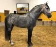 Caballo entero PRE Pura Raza Española En venta 2018 Tordo
