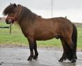 Semental Shetland En venta 2015 Bayo moreno