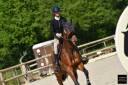 Caballo castrado Silla Francés En venta 2020 Bayo
