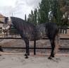 ANDALUZ P.R.E. tordo rodado.