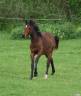 Caballo castrado Silla Francés En venta 2024 Bayo