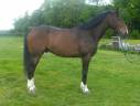 Caballo castrado Silla Francés En venta 2020 Bayo por Dairzel duverie