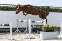 Caballo castrado Zangersheide En venta 2021 Alazán por AMADEO VAN 'T VOSSENHOF Z