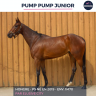 Caballo castrado Pura Sangre En venta 2019 Bayo por ELUSIVE CITY (USA)