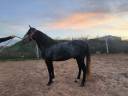 Venta de poni D