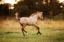 Potro Lusitano En venta 2025 Isabelo por balmain de my
