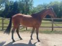 Caballo castrado Silla Francés En venta 2018 Bayo por JOHNSON