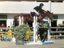 Yegua PFS Poni Françés de Silla En venta 2012 Alazán por ROBINWOOD DE BLONDE