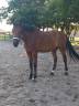 Caballo castrado Silla Francés En venta 2018 Bayo por Corrado du Moulin