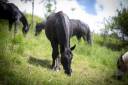 Potro Murgese En venta 2024 Negro