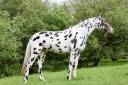 Cubriciones: KWPN de salto, capa appaloosa/ leopardo