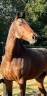 Caballo castrado KWPN Caballo de Deporte Neerlandés En venta 2010 Bayo moreno por Comment cocktail