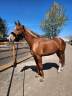 Caballo castrado Hannoveriano En venta 2018 Alazán