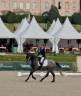 Yegua KWPN Caballo de Deporte Neerlandés En venta 2021 Tordo
