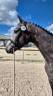 Caballo castrado Silla Francés En venta 2022 Tordo por Untouchable 27
