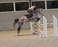 Yegua sBs Caballo de Deporte Belga En venta 2019 Tordo por Garfield de tiji des templiers 