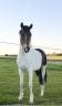 Caballo castrado Curly En venta 2023 Pío por Bidji de lilodahu