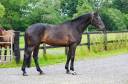 Caballo castrado Silla Francés En venta 2015 Bayo por TELSTAR DE LA POMME