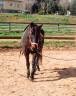 Se vende caballo Cruzado