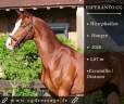 Caballo castrado Westfaliano En venta 2020 Alazán por Escamillo