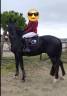 Caballo castrado Silla Francés En venta 2017 Negro por L’arc de triomphe