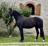 Caballo castrado KWPN Caballo de Deporte Neerlandés En venta 2021 Negro