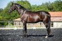 Caballo castrado KWPN Caballo de Deporte Neerlandés En venta 2021 Negro