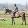 Caballo castrado Pura Sangre En venta 2019 Bayo