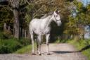 Caballo entero PRE Pura Raza Española En venta 2023 Tordo por FER BAGO