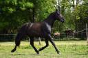 Caballo entero PRE Pura Raza Española En venta 2022 Negro por SENI URANIO
