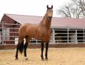 Caballo castrado PRE Pura Raza Española En venta 2015 Isabelo por TRUAN XI