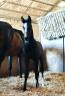 Potranca Silla Francés En venta 2025 Negro por helios d'helby