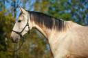Caballo entero PRE Pura Raza Española En venta 2022 Isabelo por REBELDE XXX