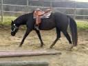 Yegua de ganadería Quarter Horse En venta 2012 Negro