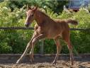 Potranca Zangersheide En venta 2025 Tordo por MYLORD CARTHAGO