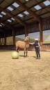 Caballo castrado PRE Pura Raza Española En venta 2021 Isabelo por NATIVO DE BADAL