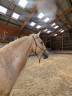 Caballo entero PRE Pura Raza Española En venta 2022 Palomino por SE TIZIANO