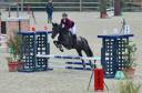 Caballo castrado Poni de Silla Belga En venta 2018 Negro