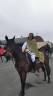 Yegua KWPN Caballo de Deporte Neerlandés En venta 2001 Bayo moreno
