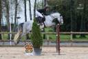 Caballo castrado Silla Francés En venta 2019 Tordo por Malito de reve