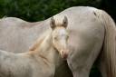Potranca Akhal Teke En venta 2025 Perlino