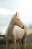 Potranca Akhal Teke En venta 2025 Perlino