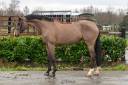 Yegua Zangersheide En venta 2014 Bayo por Crowntano z