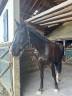 Caballo castrado Zangersheide En venta 2018 Bayo moreno por SOLIMAN DE HUS