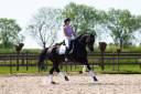 Yegua KWPN Caballo de Deporte Neerlandés En venta 2013 Negro por SPECIAL D